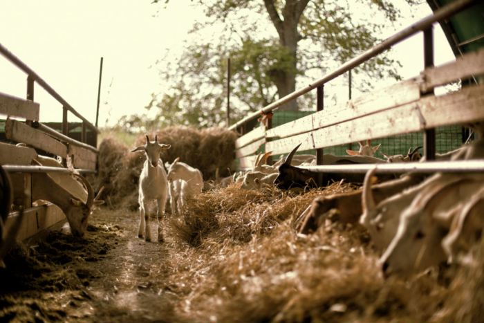 Farm experience with cheese tasting - Savour Umbria - Image 6