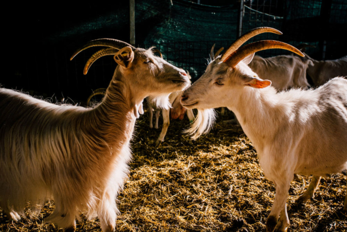 Farm experience with cheese tasting - Savour Umbria - Image 3