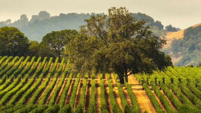 Orvieto Wine Tour – Umbria da Assaporare